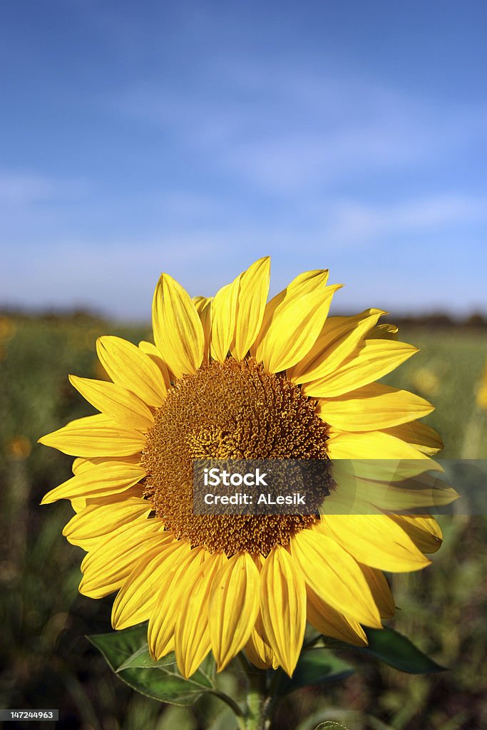 Solar flower One flower of a yellow sunflower against a green field and the dark blue sky with easy clouds Agricultural Field Stock Photo