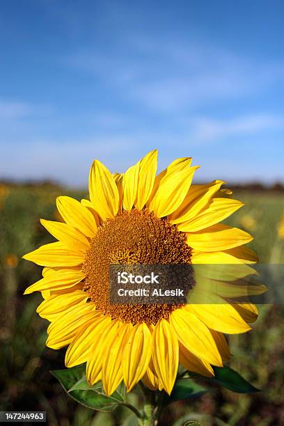 Solar Flower Stock Photo - Download Image Now - Agricultural Field, Autumn, Blue