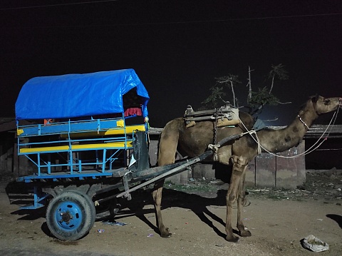 Beautiful Camel Cart in Rajasthan India