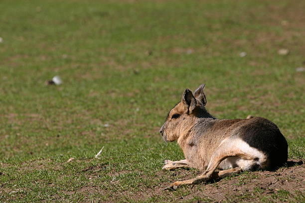 istock Patagonian Hare Lying On The Field 147244980