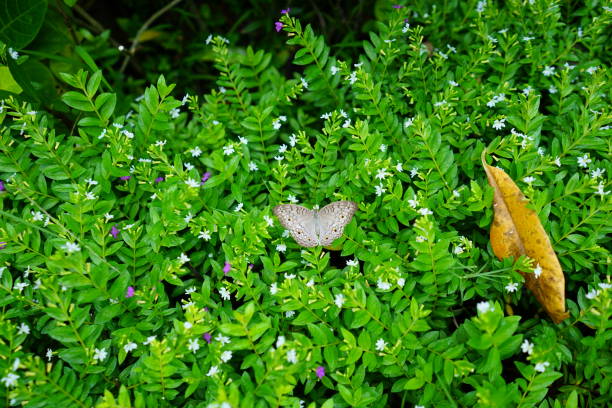 A beautiful butterfly is sucking pollen from a Pratia peduculata flower