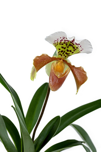 Close-up of a Paphiopedilum Wardii flower with leaves and white background