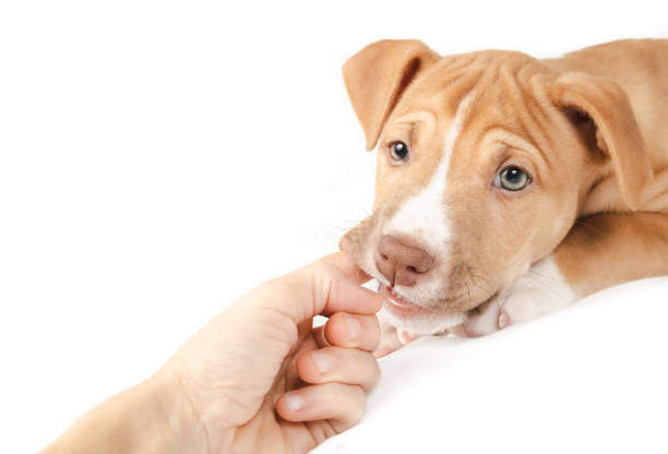 istock Puppy biting finger of person while looking at camera. 1472450410