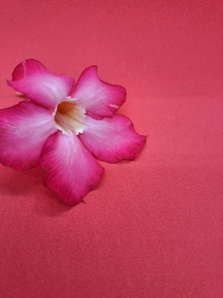 빨간색 배경에 아름 다운 열대 꽃 핑크 아데 늄 - 아데니움 뉴스 사진 이미지