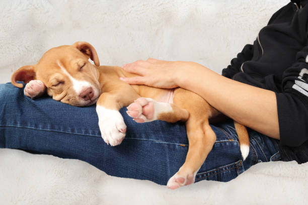istock Puppy sleeping on woman on sofa. 1472450421