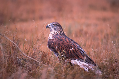 The Western Osprey (Pandion haliaetus) is also known as sea hawk, river hawk and fish hawk.  It is a large diurnal (as opposed to nocturnal) raptor whose diet consists mainly of fish that it dives for and catches.  The adult osprey is brown on the upperparts and grayish white on the head and underparts.  Their eyes are bright yellow.  The juveniles are distinguished by having white on the tips of their wing feathers giving a barred appearance and orange colored eyes.  The osprey lives in a wide variety of habitats as long as water is nearby to supply adequate fish for their diet.  It may be found on all continents except Antarctica.  The osprey has specialized physical characteristics and behavior to assist in hunting and catching prey.  Among these are reversible outer toes with sharp spicules on the underside, closable nostrils to keep out water, barbed talons to help hold fish and dense oily plumage to prevent the feathers from getting waterlogged.  They may be seen diving headfirst into the water to catch a fish.  The osprey builds a large nest of twigs and small branches.  They are usually located atop dead trees.  American and Canadian osprey winter in South America, although some may stay in Florida and California.  This juvenile osprey was photographed while hiding in the grass on Campbell Mesa in the Coconino National Forest near Flagstaff, Arizona, USA.