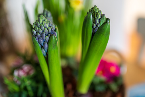 Hyacinth bulb leaves new growth