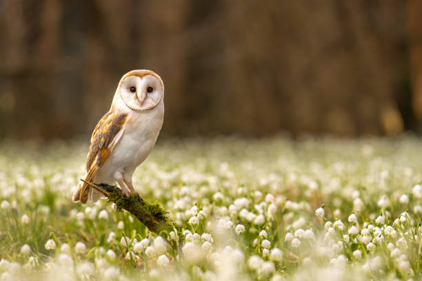 봄 눈송이 (leucojum vernum)의 헛간 올빼미 (tyto alba) - owl 뉴스 사진 이미지