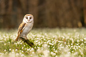 The barn owl (Tyto alba) in the Spring Snowflake (Leucojum vernum)