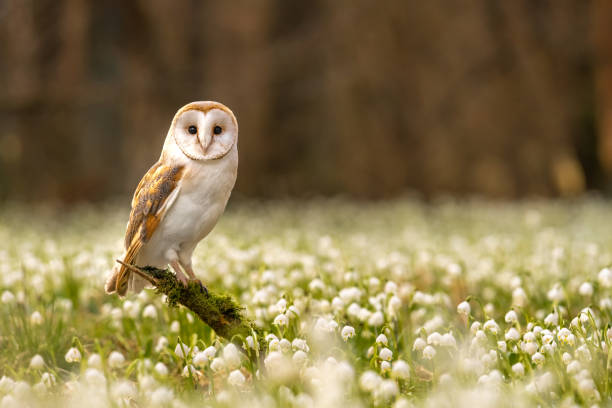 The barn owl (Tyto alba) in the Spring Snowflake (Leucojum vernum) The barn owl (Tyto alba) is the most widely distributed species of owl in the world. Spring Snowflake (Leucojum vernum) is a flowering plant in the spring forest. Beautiful carpet of flowering spring snowflake. owl stock pictures, royalty-free photos & images