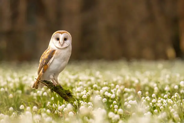 Photo of The barn owl (Tyto alba) in the Spring Snowflake (Leucojum vernum)