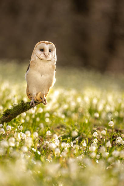 istock The barn owl (Tyto alba) in the Spring Snowflake (Leucojum vernum) 1472451256