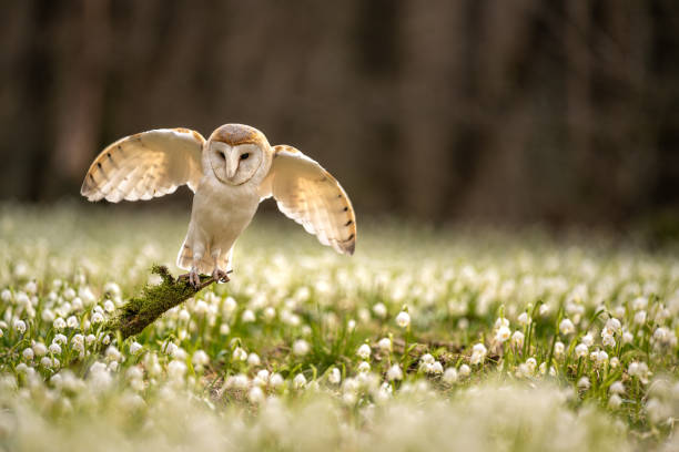 istock The barn owl (Tyto alba) in the Spring Snowflake (Leucojum vernum) 1472451298