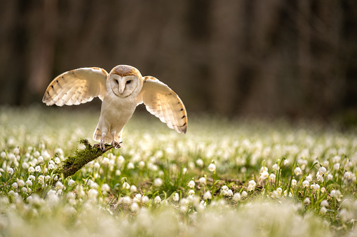 The barn owl (Tyto alba) is the most widely distributed species of owl in the world. Spring Snowflake (Leucojum vernum) is a flowering plant in the spring forest. Beautiful carpet of flowering spring snowflake.