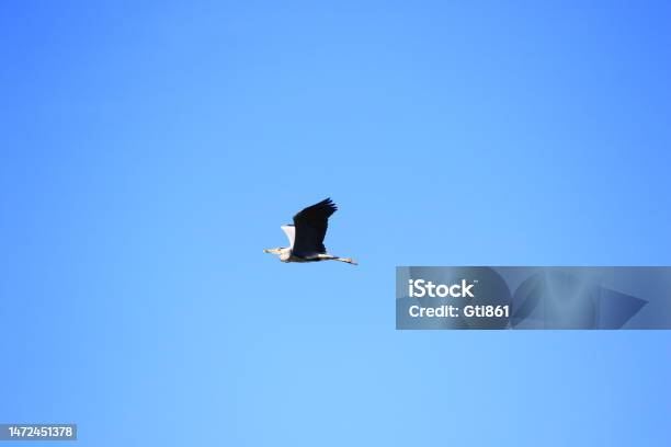 Heron Carrying Stock Photo - Download Image Now - Animal, Animal Body Part, Animal Nest