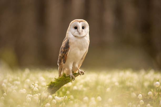 istock The barn owl (Tyto alba) in the Spring Snowflake (Leucojum vernum) 1472451381