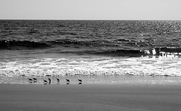 istock Birds feed at the ocean. 147245175