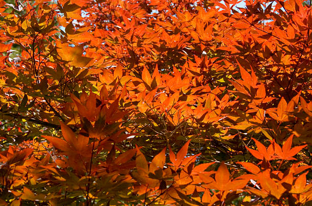 Red Leaves stock photo