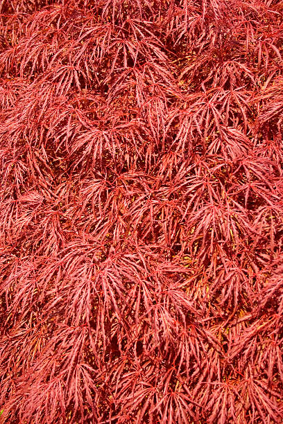 Red Bush stock photo