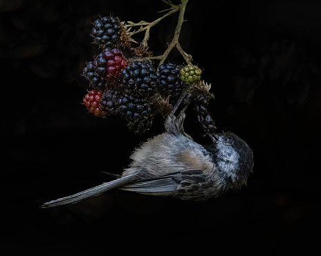 Black Background Black-Capped Chickadee on Blackberry bush