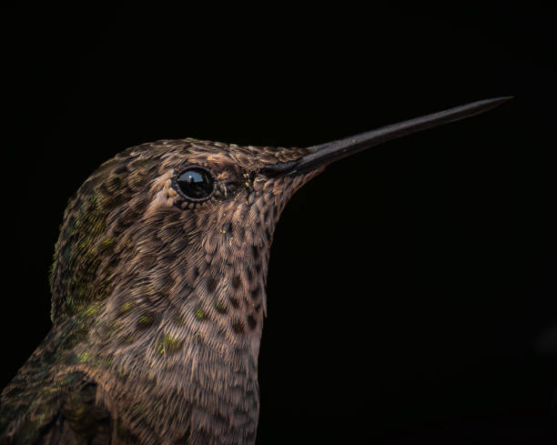 Black Background Anna's Hummingbird Profile close up