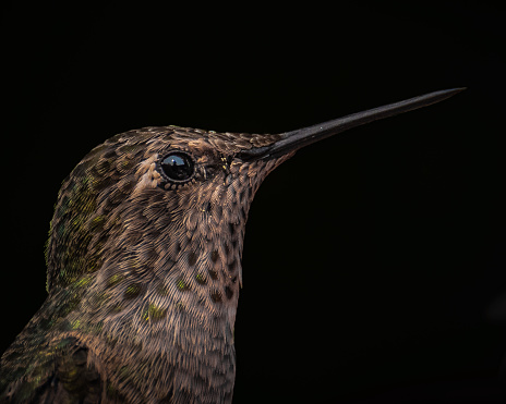 Black Background Anna's Hummingbird Profile close up