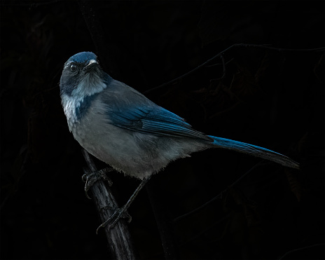 Black Background Blue Jay on perch