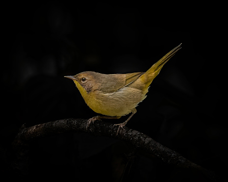 Greenfinch perched on a branch in the forest. (Chloris chloris). France.