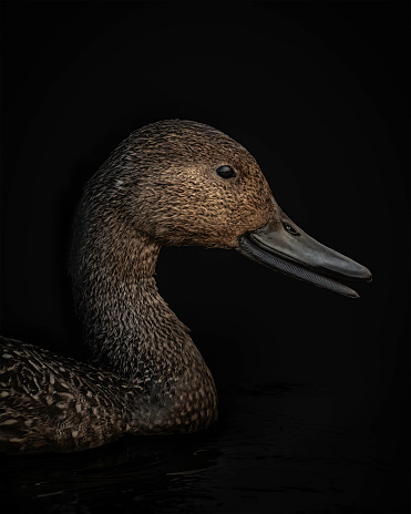 Black Background Northern Pintail duck close up profile shot