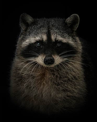 Black Background Common Raccoon portrait looking at camera