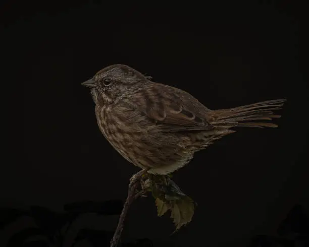 Black Background Song Sparrow on perch