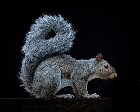 Black Background Eastern Gray Squirrel