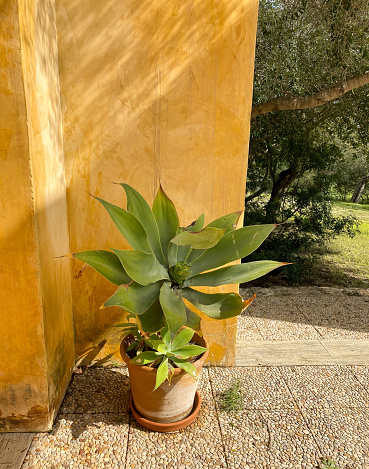 Plant with lush foliage on the outdoor terrace of the house