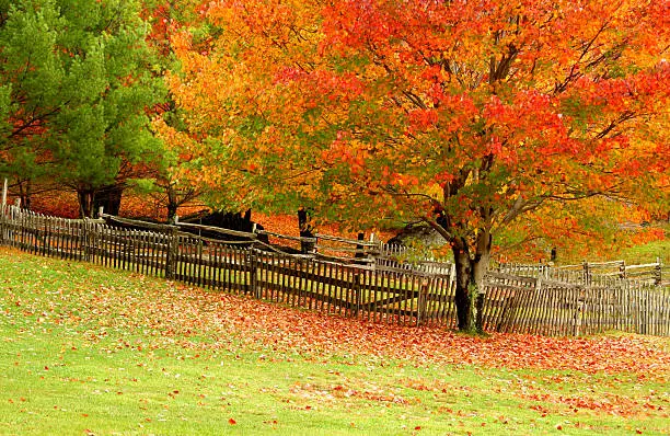 A fall image with a changing maple tree and an old rustic fence.  Room for copy space.