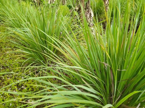 istock Cymbopogon citratus 1472454259