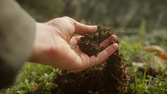 Close-up of Human Hand Grabbing Vegetation and Soil in Nature, Concept of Loving Nature