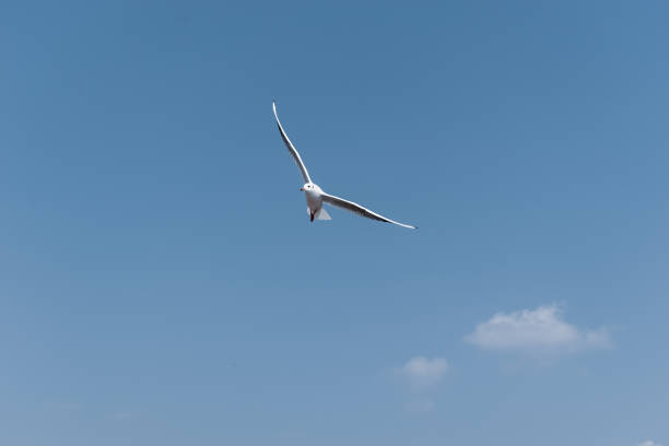 istock A brown headed gull aka Chroicocephalus brunnicephalus flying 1472455532