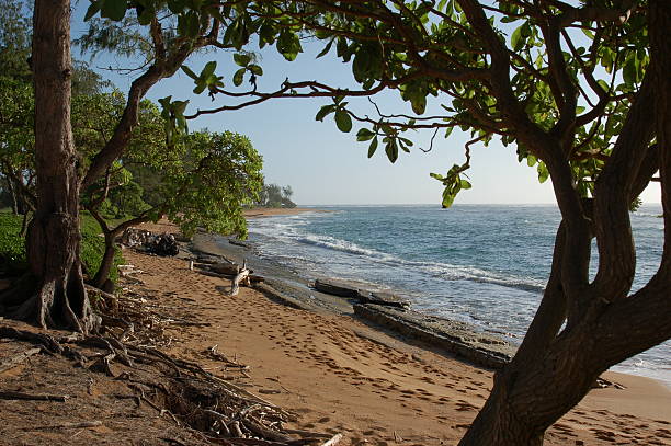 Praia em árvores - foto de acervo