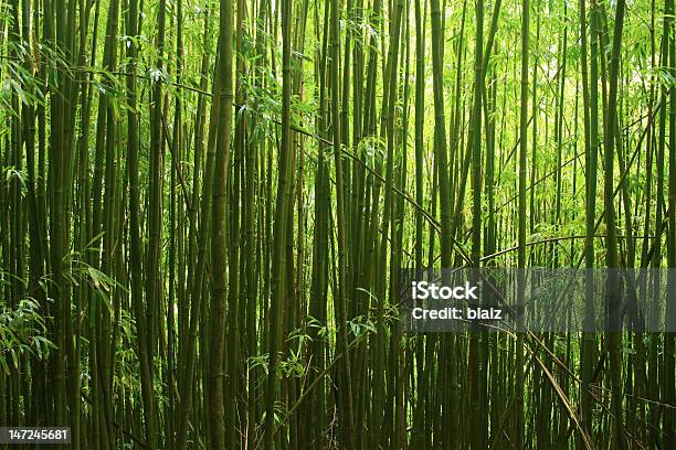 Gran Ángulo De Bosque De Bambú Foto de stock y más banco de imágenes de Aire libre - Aire libre, Bambú - Familia de la Hierba, Bambú - Material