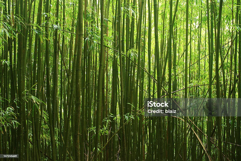 Широкий угол Бамбуковый лес - Стоковые фото Бамбук роялти-фри