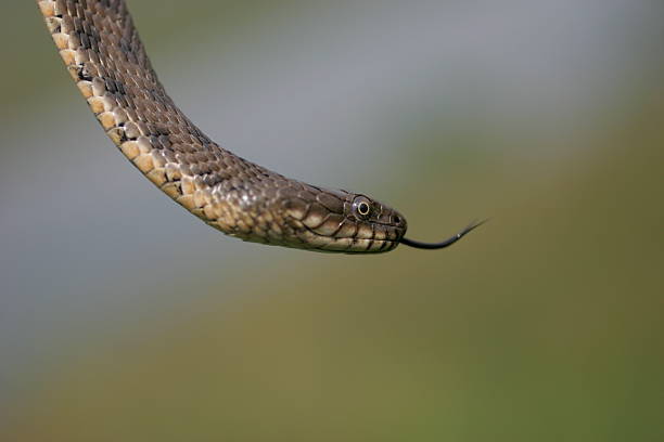 istock Snake hanging with protruding tongue 147245705