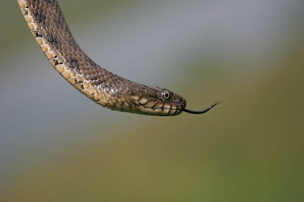 Snake hanging with protruding tongue stock photo