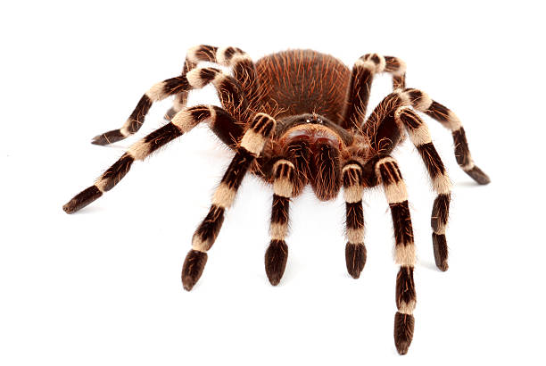 istock Brazilian White Stripe Tarantula (Acanthoscurria geniculata). 147245713