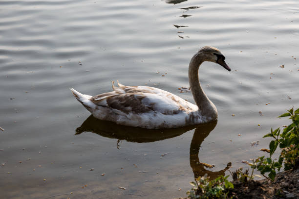 istock White mute swan swimming in a lake 1472457467