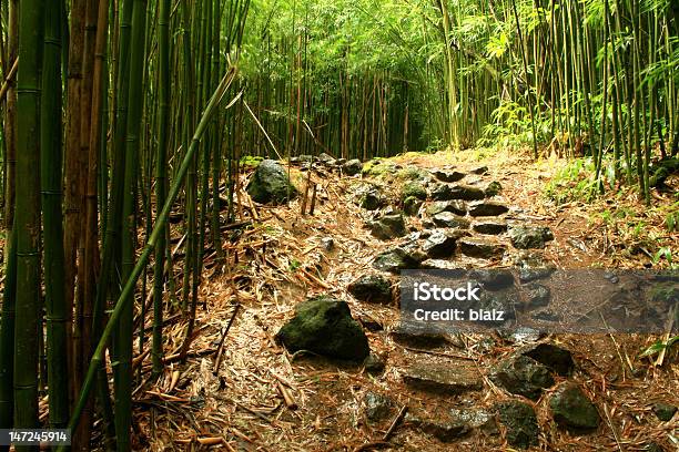 Escadas De Pedra Na Floresta De Bambu - Fotografias de stock e mais imagens de Ao Ar Livre - Ao Ar Livre, Bambu - Família da relva, Cena de tranquilidade