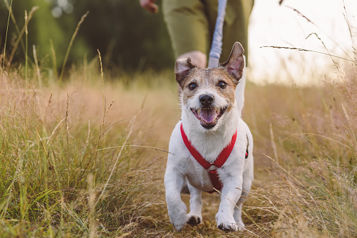 Jack Russell Terrier dog smiling and looking into camera