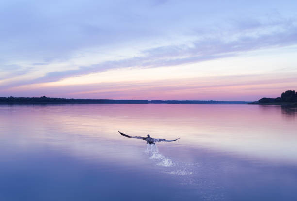 grande uccello cormorano nero che vola dall'acqua e vola via in un bellissimo tramonto - wild water foto e immagini stock