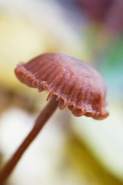 Small Mushroom stock photo