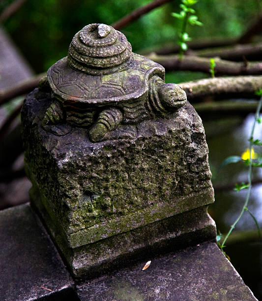 Detailed view of a turtle's shell, showcasing its intricate texture and design in a natural outdoor setting. Captures the essence of wildlife and reptilian adaptation.