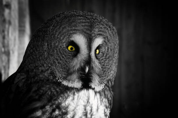black and white portrait of great grey owl - great white owl imagens e fotografias de stock